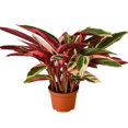 thumbnail image 1 of House Plant Dropship 4-STROMANTHE-TRIOSTAR 4 Stromanthe Triostar dans. Pot, 1 of 1