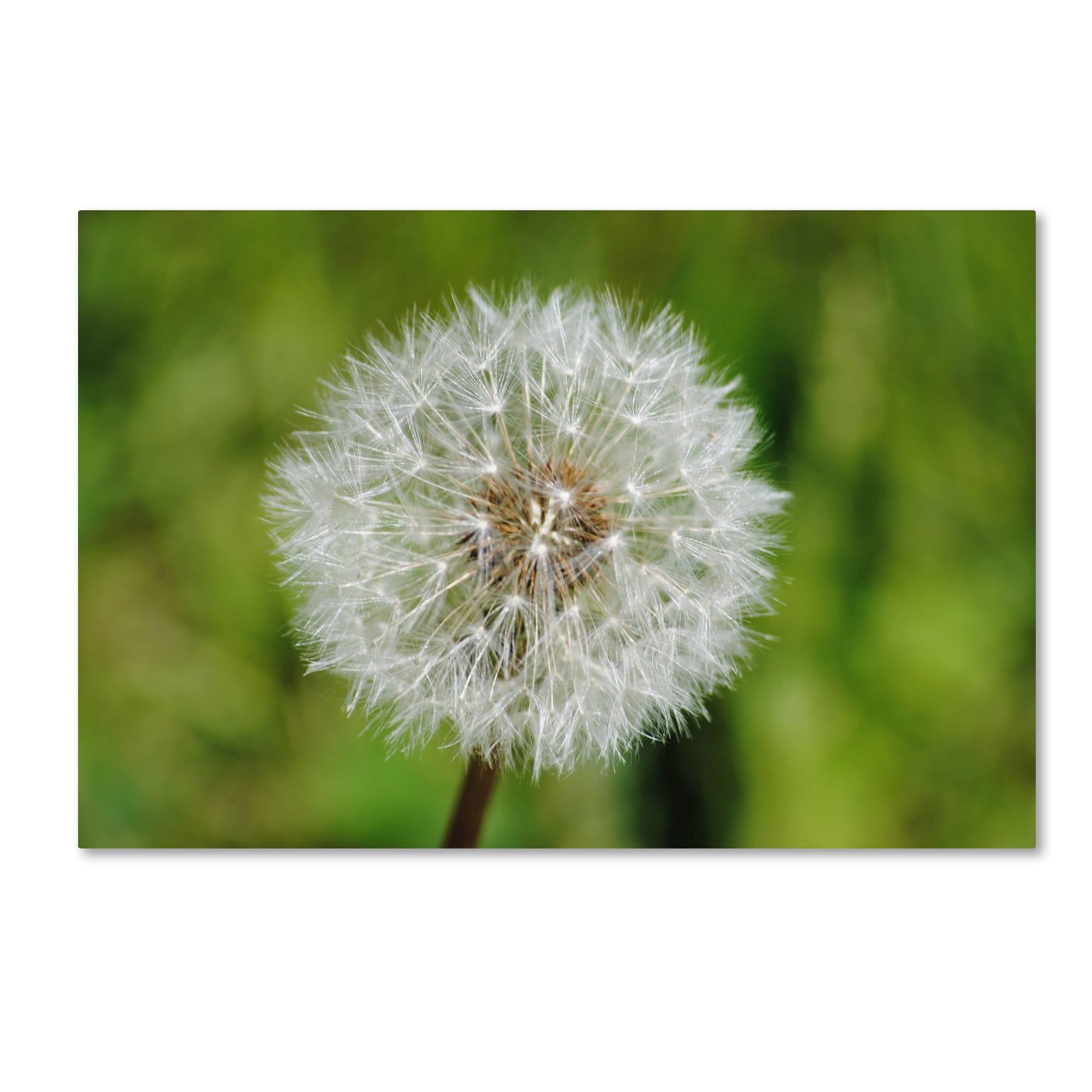 Trademark Fine Art "Make a Wish" Canvas Art by Monica Mize