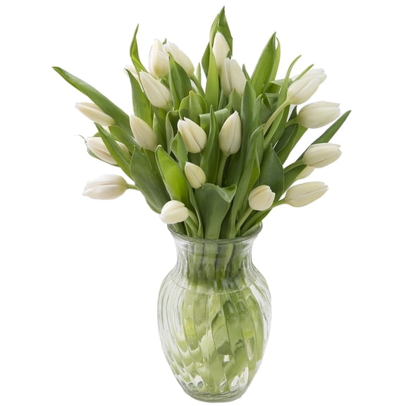 KaBloom Fresh Cut Flowers: 20 White Tulips With Greens with Vase, Fragrant, Gift for all occasions