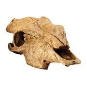 Exo Terra Buffalo Skull Terrarium D