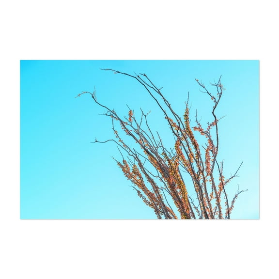 Ocotillo in the Fall - Mojave Desert - California Photography Unframed Wall Art Print 5 x 7 inches