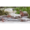 thumbnail image 2 of Posterazzi DPI1834940 Yawning Hippo Hippopotamus Amphibius Serengeti National Park Tanzania Africa Poster Print, 20 x 11, 2 of 4