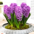 thumbnail image 2 of Andorra Fragrant Hyacinth Flower Bulbs - 6 Bulbs per Pack - Pleasantly Scented - Deer Resistant - Grows Well In Containers - Naturalizing - Perennializing - Easy to Grow Live Plants - Outdoor Garden, 2 of 6