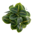 thumbnail image 5 of Mainstays Indoor Artificial Prayer Plant, 10 in, Polyester in White Plastic Pot, Green, 1 Piece, 5 of 9