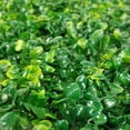 thumbnail image 4 of Follaje Artificial Jardimex Muro Verde 50 Piezas Sintetico, 4 of 7
