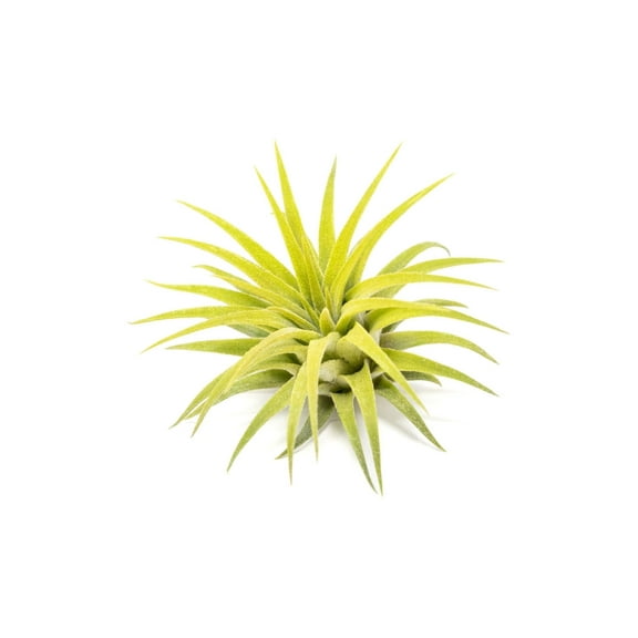 Bright Green Colorful Tillandsia Air Plants -Long Lasting Color Enhanced Live Tillandsia Succulent House Plants -Home and Garden Decor -Easy Care Indoor/Outdoor Plants (Ionantha Rubra, Single)