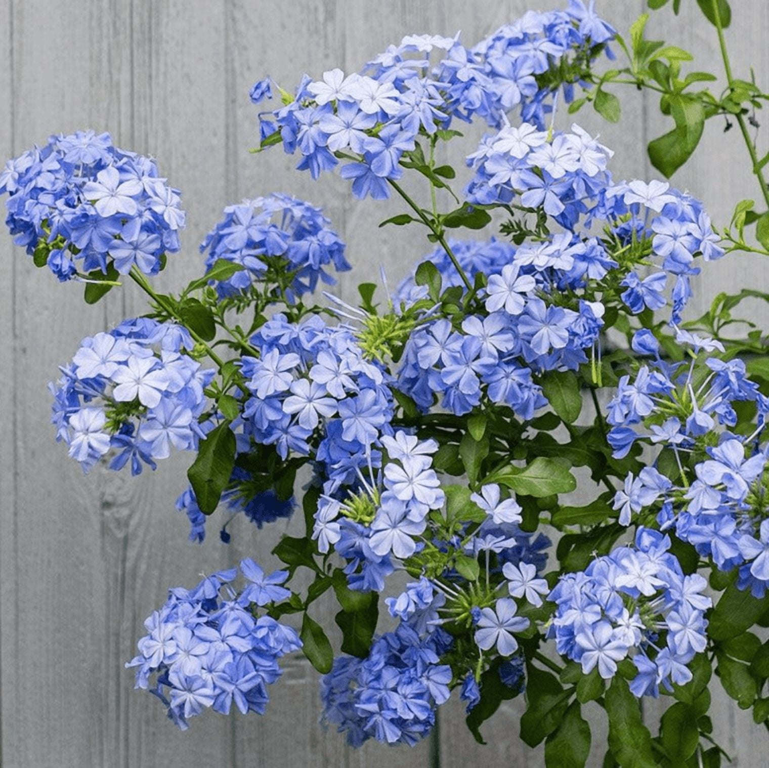 Pack of 2 Imperial Blue Plumbago Auriculata Live Starter Plants, Plumbago Auriculata, Cape Leadwort, Long-Blooming Sky-Blue Flowers, 4 to 6 Inch Tall, No Ship Pot