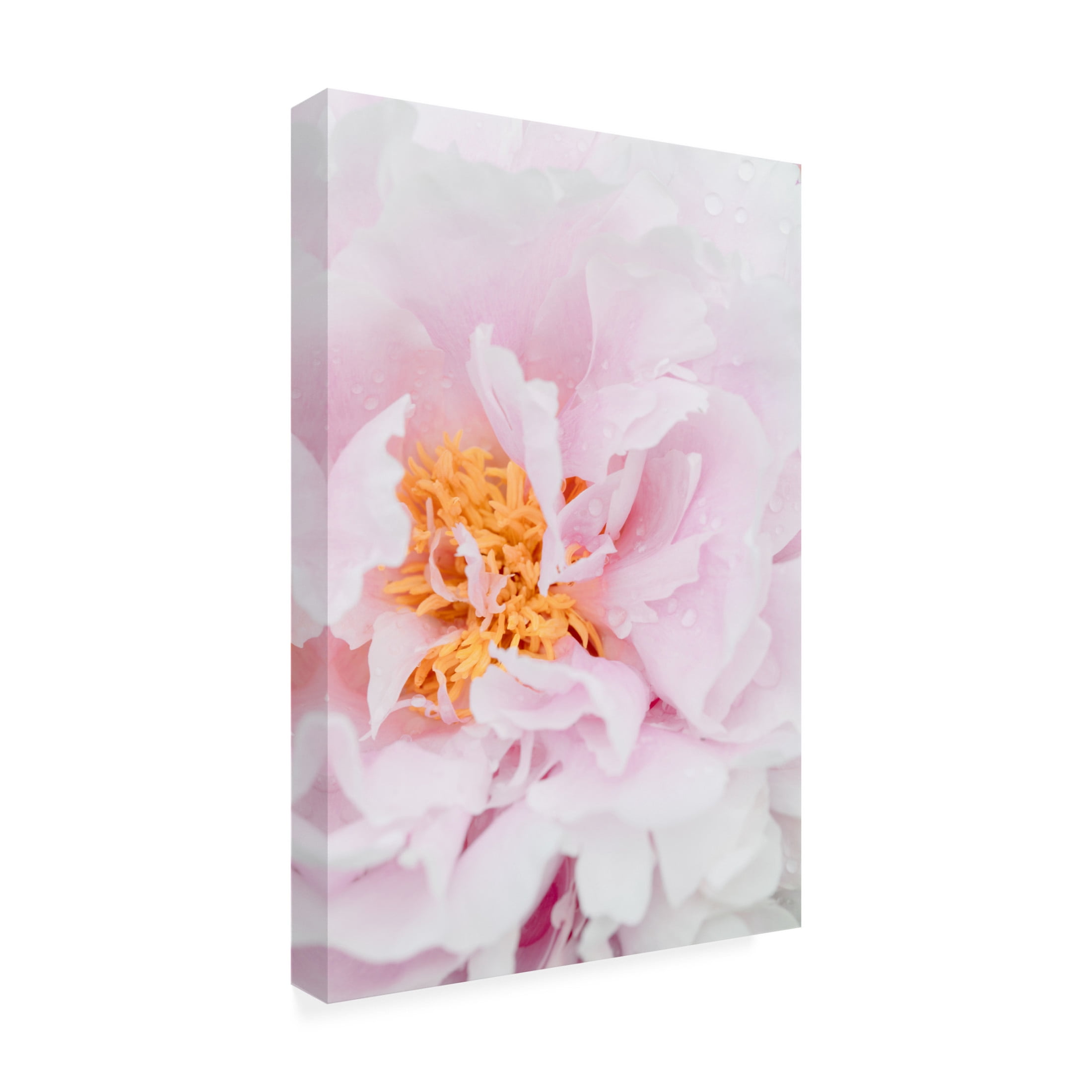 Trademark Fine Art Pictufy Studio Peony 8 Canvas Wall Art