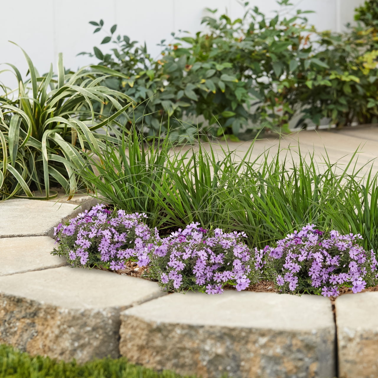 Expert Gardener 2QT Purple Phlox Live Perennial Plant Sun 3-Pack