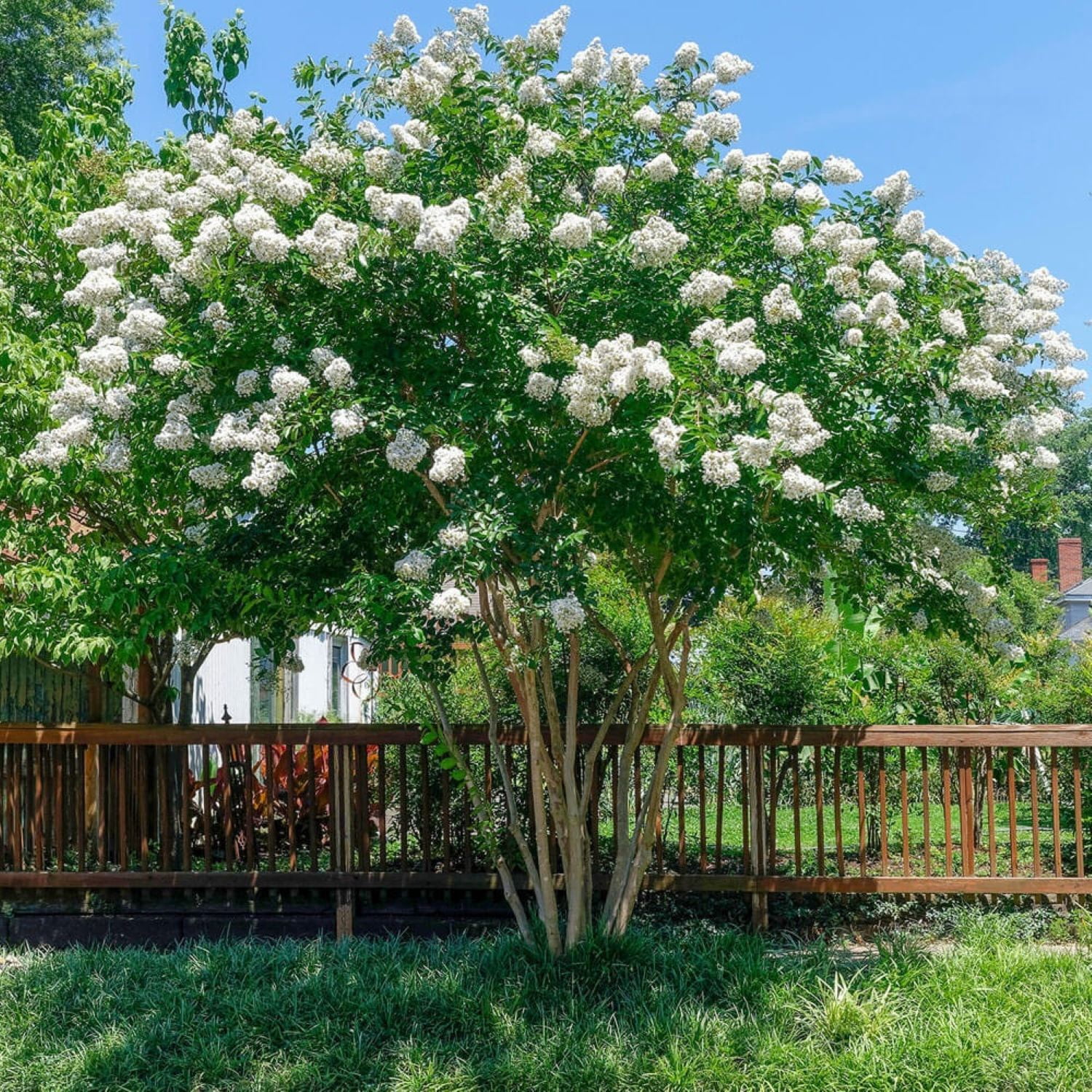 Expert Gardener 2.5 Gallon - Natchez Crape Myrtle Tree with White Blooms and Green Foliage