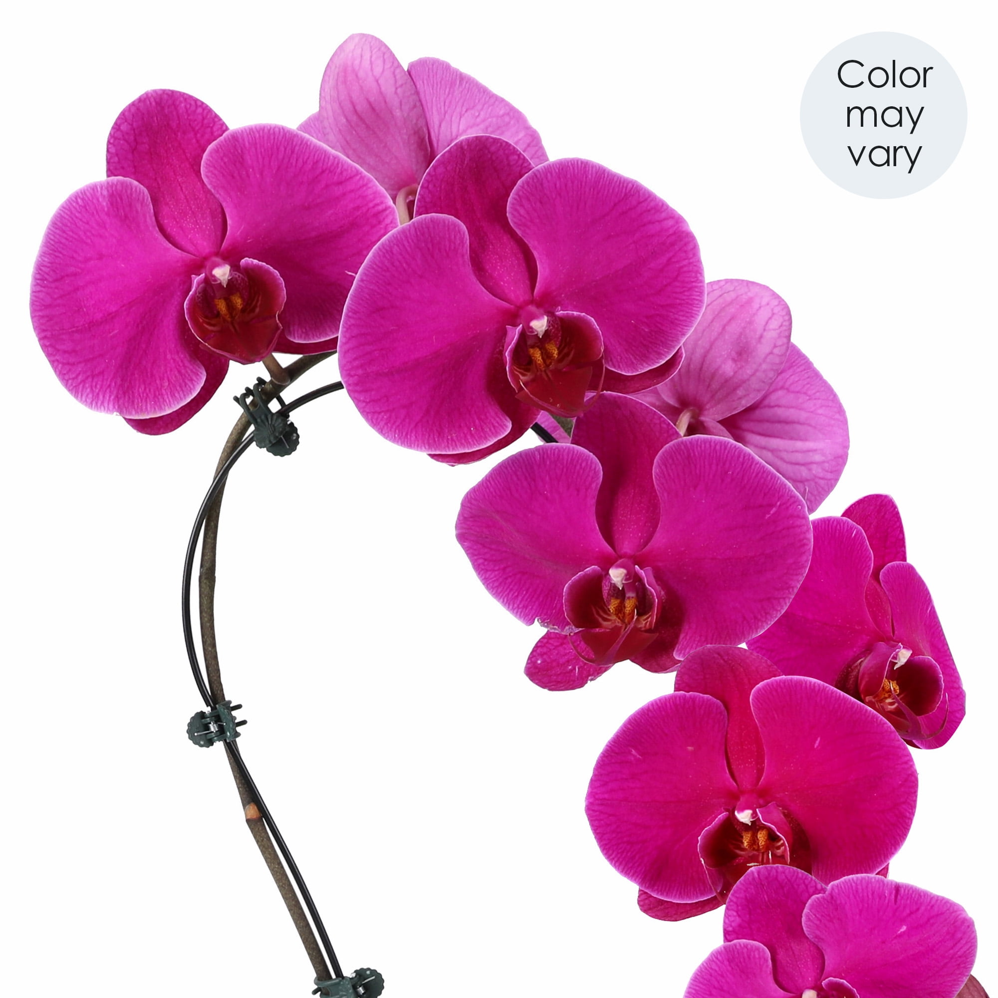 5IN Purple Swan Orchid (Love You Edition) – White Ceramic Pot