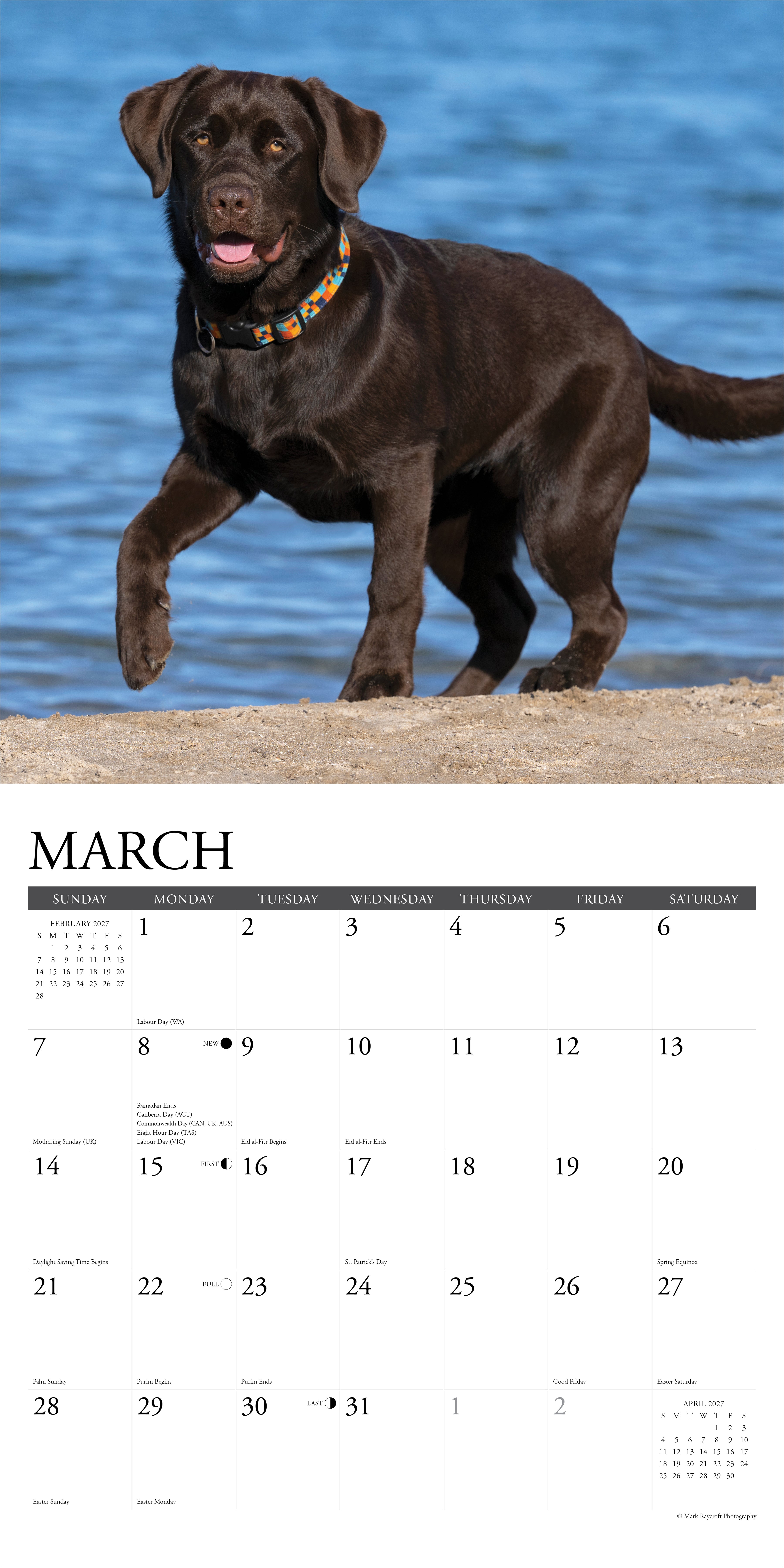 Willow Creek Press, Chocolate Labs 2027 Wall Calendar