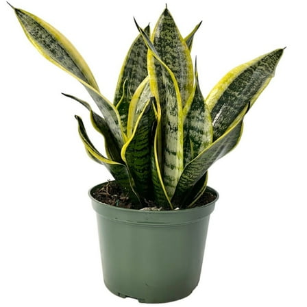 Nature's Way Farms Sansevieria Superba Live Houseplant (12-18 in. Tall) in Grower Pot