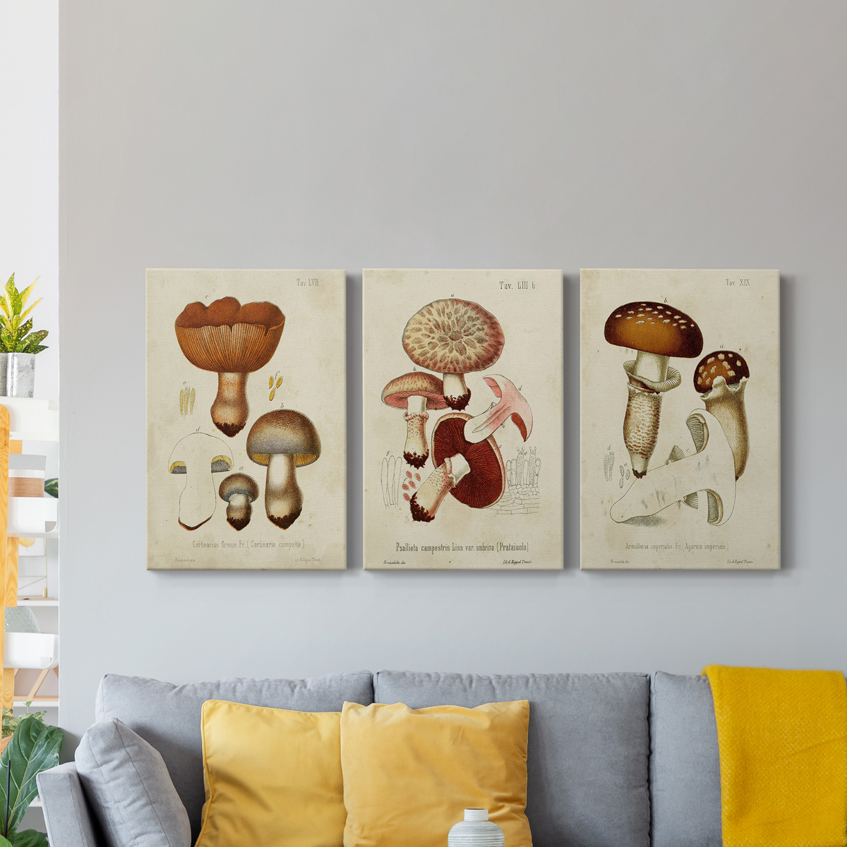 Mushroom Varieties I Premium Gallery Wrapped Canvas - Ready to Hang - 32 x 48 Each