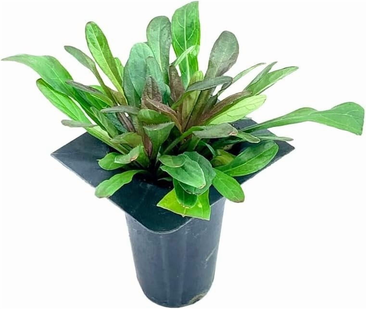 Ajuga Reptans Chocolate Chip I 3 Live Plants  Dense Ground Cover Plant with Miniature Dark Foliage, Perfect for Gardens, Borders, & Shaded Areas
