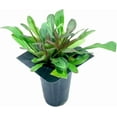 thumbnail image 2 of Ajuga Reptans Chocolate Chip I 3 Live Plants  Dense Ground Cover Plant with Miniature Dark Foliage, Perfect for Gardens, Borders, & Shaded Areas, 2 of 9