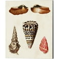 thumbnail image 4 of Great Art Now Knorr Shells A by George Wolfgang Knorr 4 Piece Canvas Art Set Each 12"W x 15"H, 4 of 5