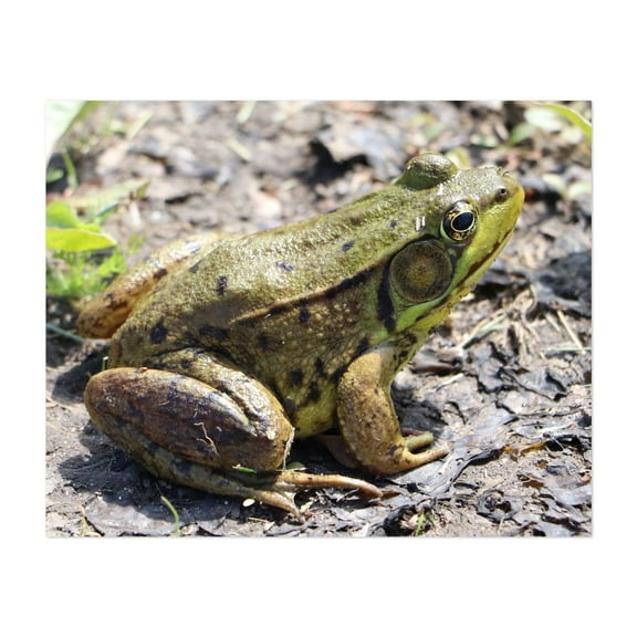 Green Frog - Homer Michigan Photography Wildlife Animal Nature Insect Garden Wilderness Unframed Wall Art Print 6 x 8 inches
