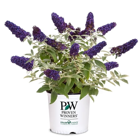 Proven Winners ColorChoice Pugster Blue Buddleia Live Shrub (2 Gallon)