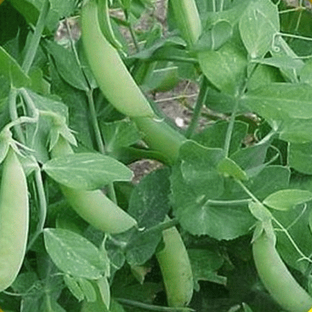 - Everwilde Farms - 1 Lb Oregon Giant Sugar Pod Pea Seeds - Gold Vault Bulk Seed Packet