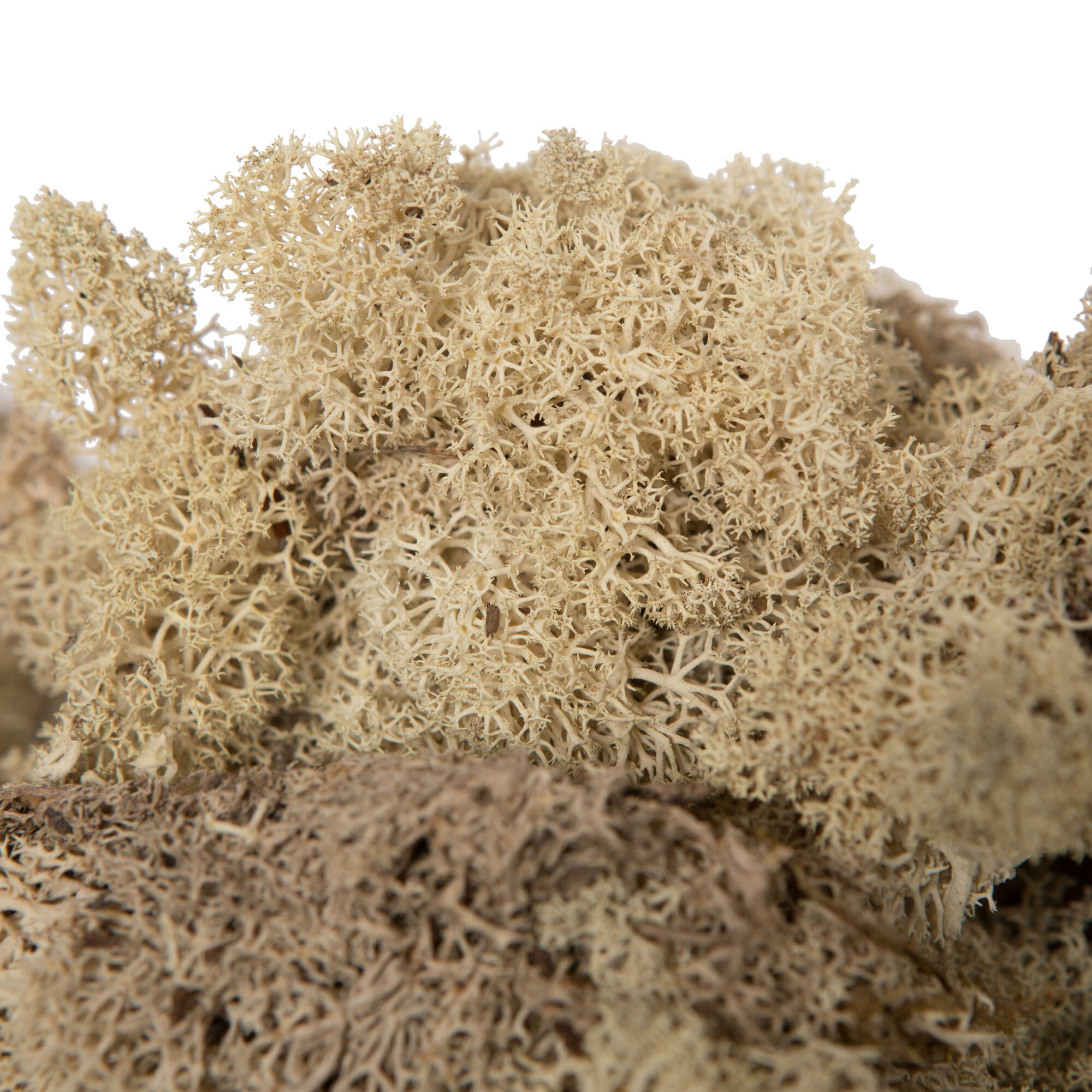 Vickerman Natural Preserved Reindeer Moss 2 Lbs Box