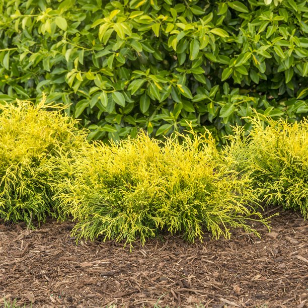 Sungold Falsecypress Evergreen Shrub grown in a 2.25 Pot(1Pack