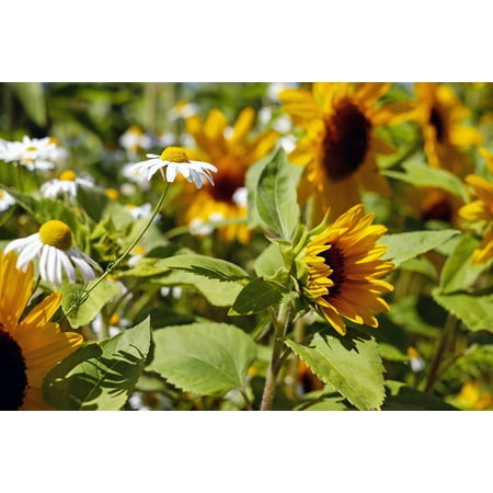 - Canvas Print Chamomile Bloom Flower Flowers White Blossom Stretched Canvas 10 x 14