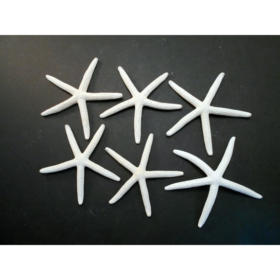 6 White Pencil (Finger) Starfish 3-4" Beach Wedding Nautical Decor Crafts