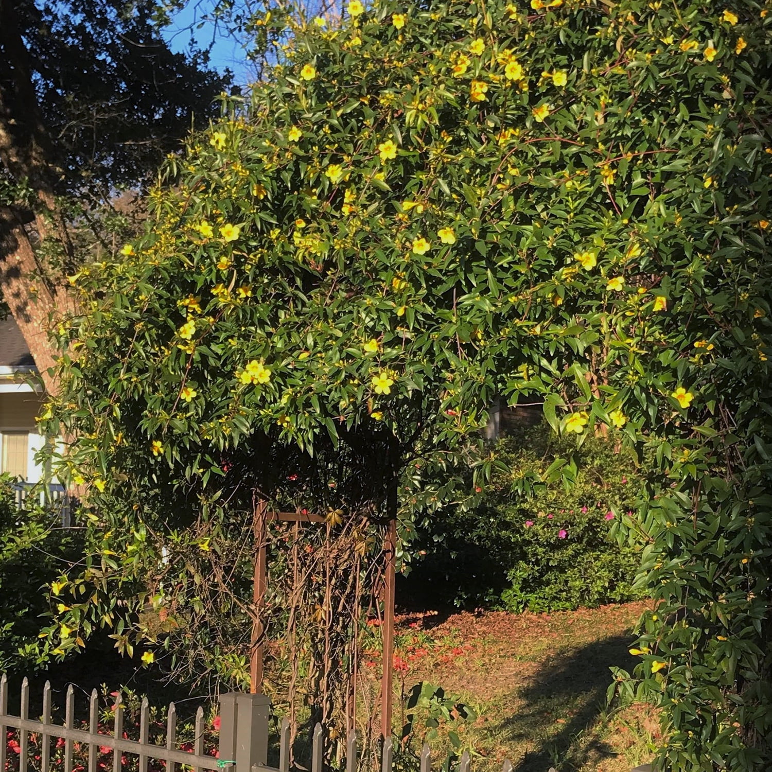 Expert Gardener Carolina Jessamine (2.5 Gallon) Semi-Evergreen Blooming Vine with Yellow Flowers - Full Sun to Part Sun Live Outdoor Plant