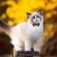 thumbnail image 3 of 2 uds. Collar de gato de Halloween Breakaway con collares de gato de campana collares ajustables con hebilla de seguridad para gatitos de interior y exterior Xemadio 2034704-2, 3 of 9