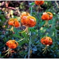 thumbnail image 5 of 10 Seeds LEOPARD LILY California Tiger Lily Panther Lilium Pardalinum Yellow Orange Red Spotted Native Flower Seeds, 5 of 10