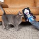 thumbnail image 5 of Cat Puppet Wrestlers Interactive Pet Toy with Padding for Playtime Protection Stuffed Animal Cat Toy for Training, 5 of 5