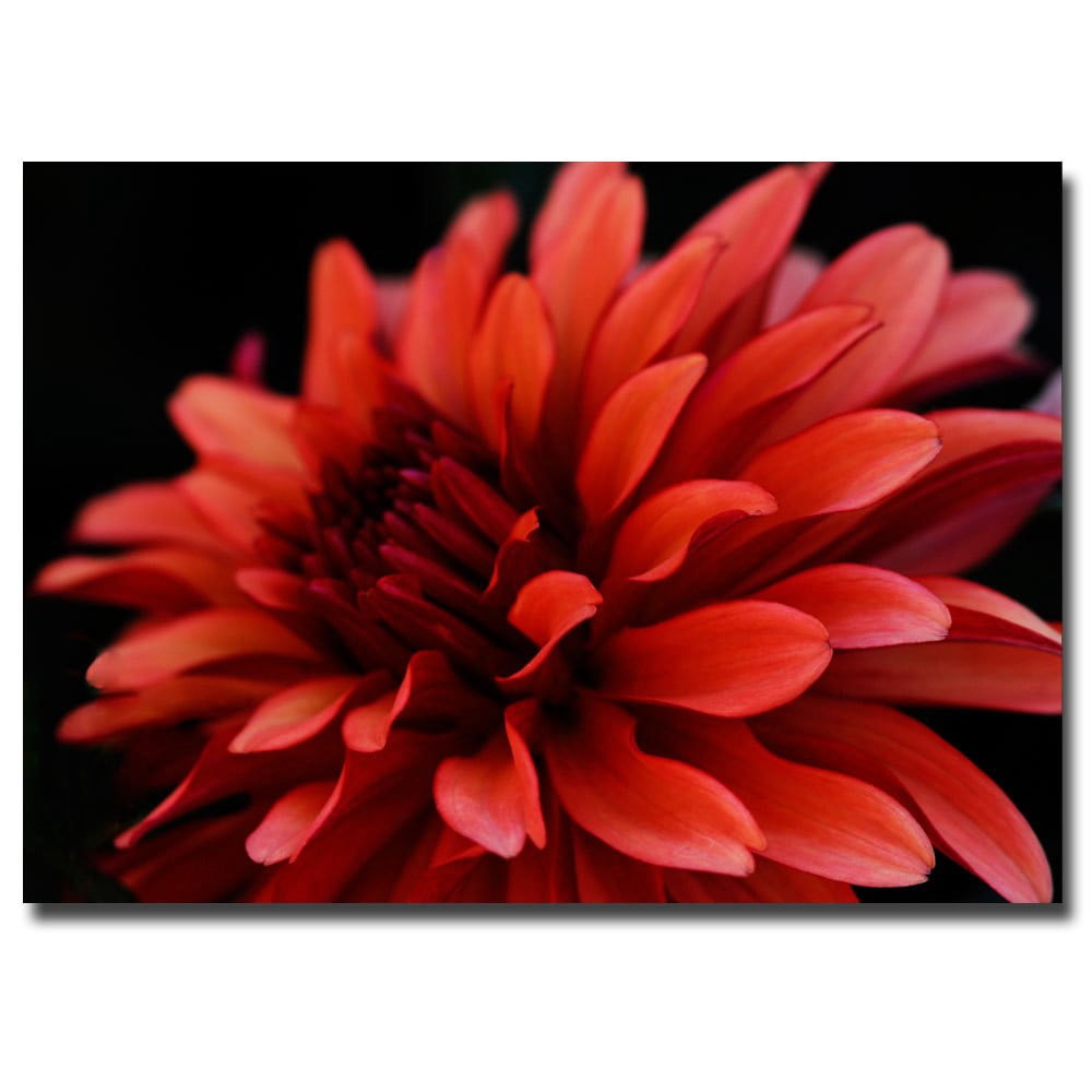 Trademark Art "Red Dahlia" Canvas Art by Kurt Shaffer