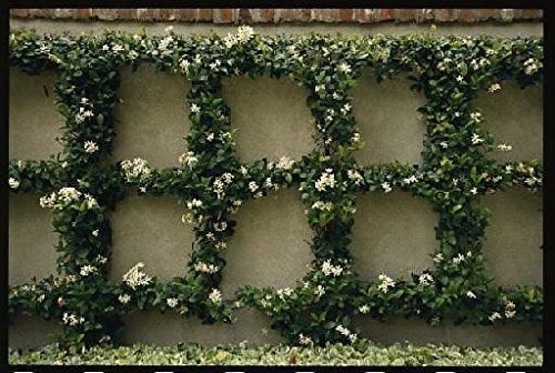 Jasmine Confederate - 15 Live Plants - Fragrant Easy to Grow Vine Showy Blooms