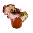 thumbnail image 3 of Harmony's Draco Begonia Rex 4 inch White Splashy Jagged Leaves, 3 of 3