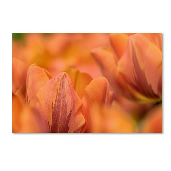 Trademark Fine Art 'Orange Tulips' Canvas Art by Cora Niele