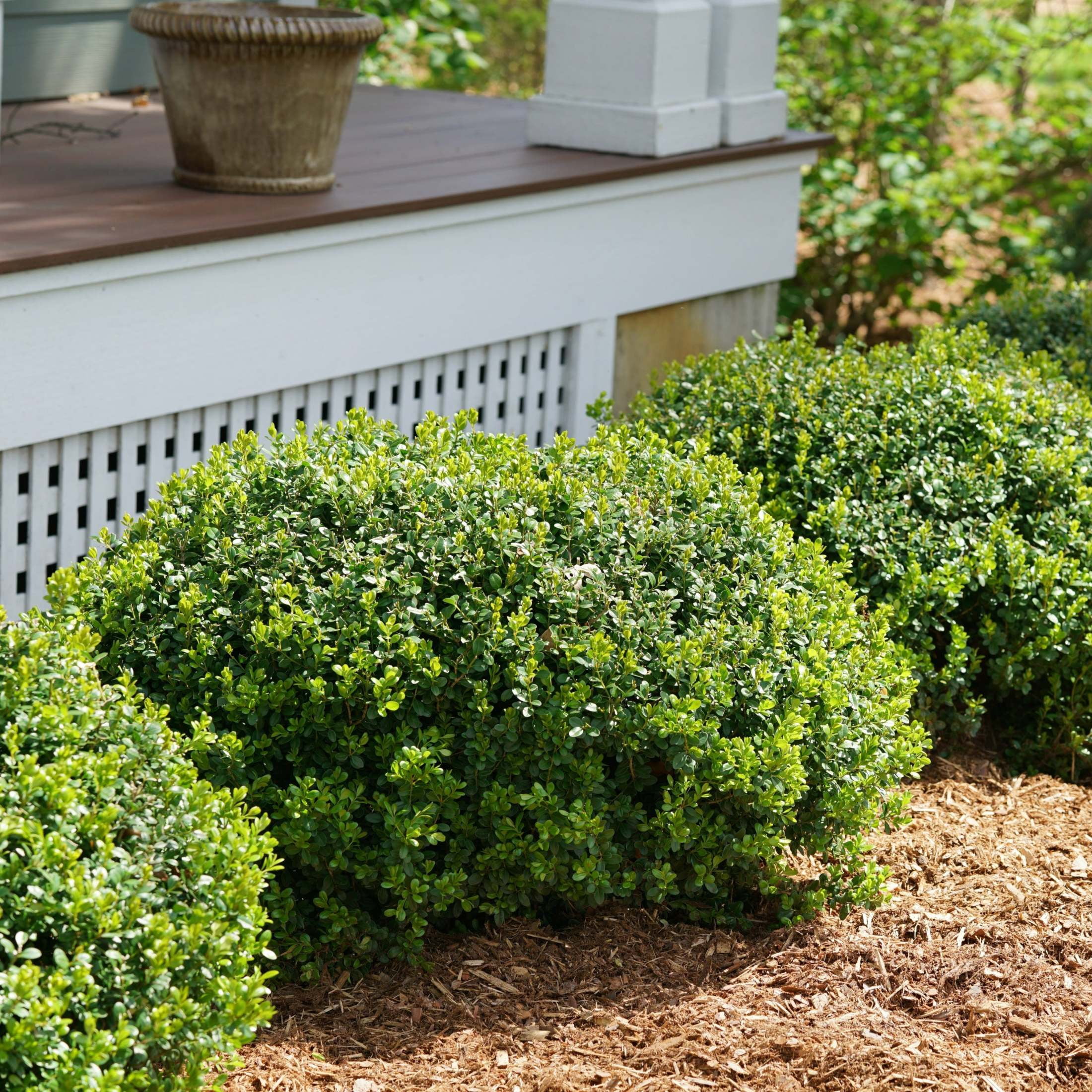 Proven Winners ColorChoice 6" Sprinter Boxwood Live Plant in 7.5" Pot