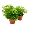 thumbnail image 4 of Green Club Moss Garden Selaginella 2 inch Set of 3 Selaginella kraussiana Tiny Mini Pixie Plants, 4 of 7