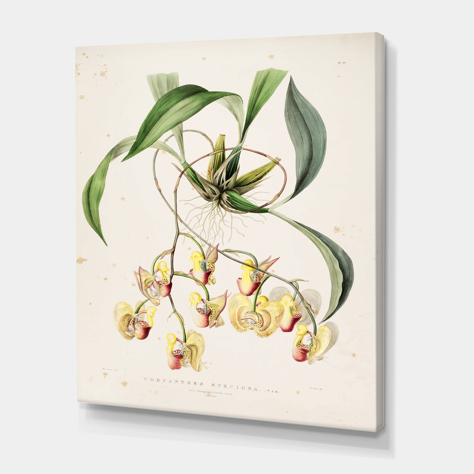 Designart ' Blossoming Vintage Flower I ' Traditional Canvas Wall Art Print