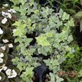 thumbnail image 3 of Variegated Ivy Live Plant in 6 Inch Pot, English Ivy Live Outdoor Indoor, Hardy Vine Plant Groundcover Houseplant, 3 of 6