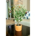 thumbnail image 4 of 18" Olive Tree in 4" Clay Planter, 4 of 4