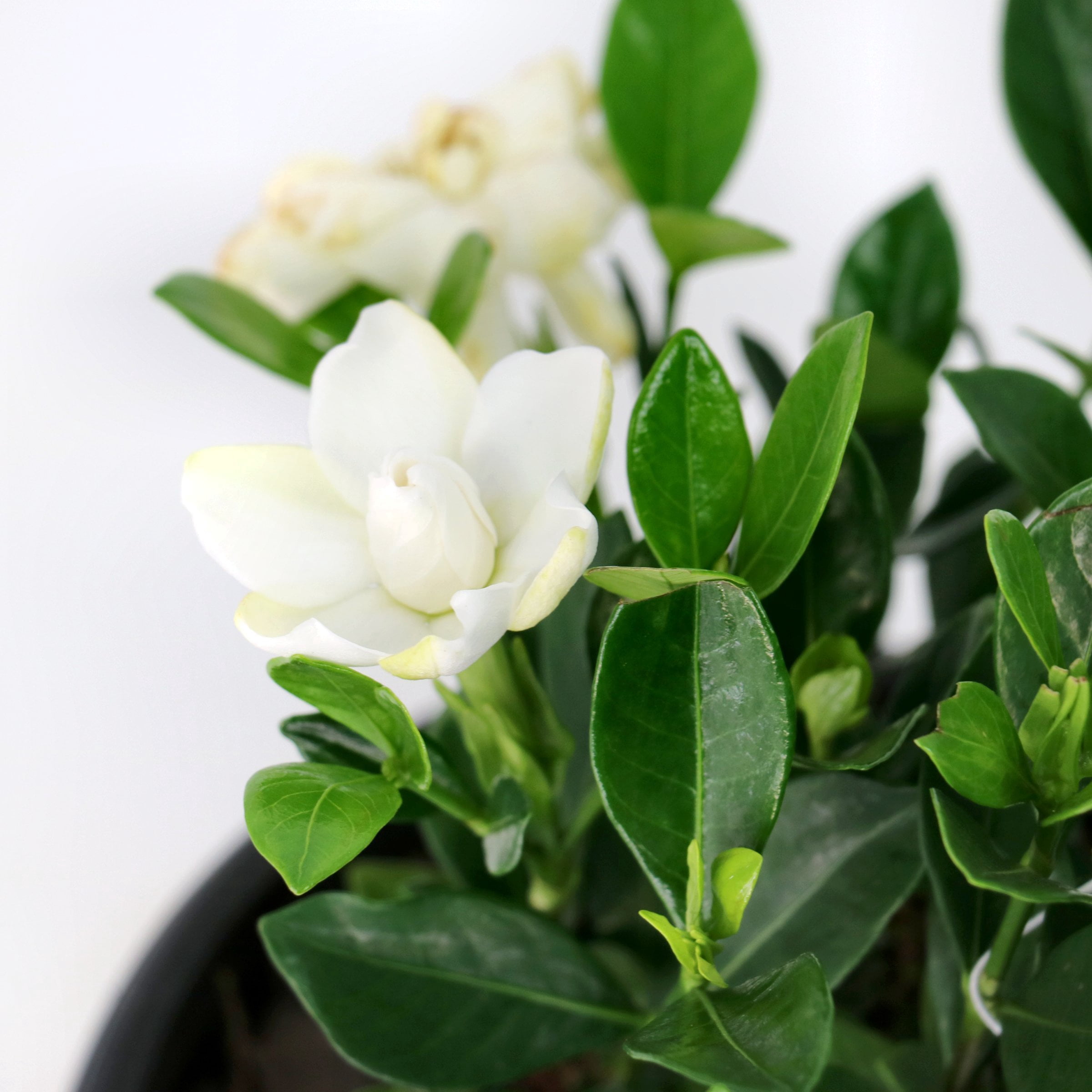 National Plant Network 3 gal. Gardenia Steady As She Goes Live Shrub