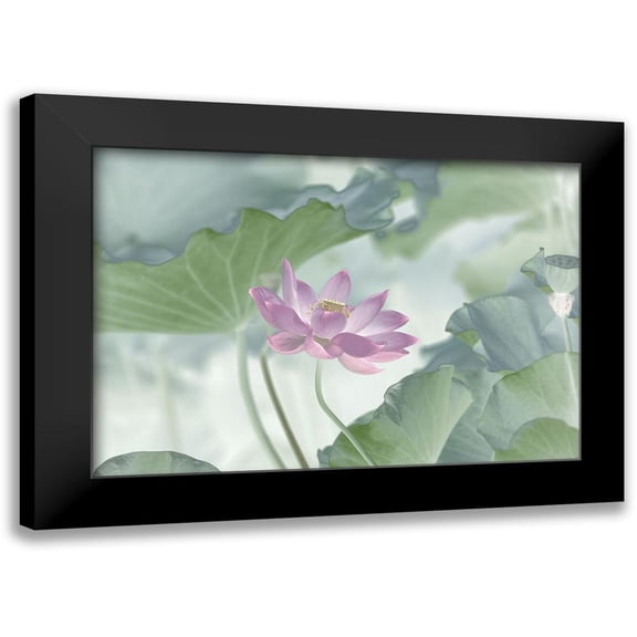 Lu, Binbin 14x11 Black Modern Framed Museum Art Print Titled - Lotus