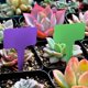 thumbnail image 4 of 100 étiquettes en plastique pour plantes, étiquette en T réutilisable avec marqueurs, étiquettes pour plantes de jardin 2,35 x 3,95 pouces (alrededor 6 x 10 cm) Ormromra LHH-0129, 4 of 4