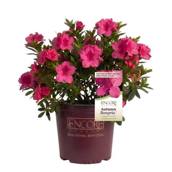 Encore Azalea Autumn Sangria (1 Gallon) Pink Flowering Shrub - Full Sun Live Outdoor Plant