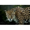 thumbnail image 4 of Jaguar (19x27 inches, Premium 500 Piece Jigsaw Puzzle for Adults and Family, Made in USA), 4 of 4