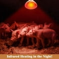 thumbnail image 3 of WJCA 250W Infrared Heat Lamp Bulbs 2PCS, Efficient Heating Solution for Chicks, Reptiles and Pets, High-Performance Incandescent Heat Lamp for Versatile Warmth Needs, Red, Chicken Coop, PAR38, E26 Bas, 3 of 6
