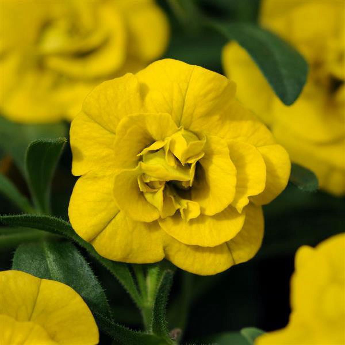 Better Homes & Gardens 2 Gallon Hanging Basket Multicolor Double Calibrachoa Combo Annual Outdoor Live Plants Full Sun
