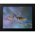 thumbnail image 2 of Hoffman, Jimmy 24x19 Black Modern Framed Museum Art Print Titled - Mantis Religiosa, 2 of 5