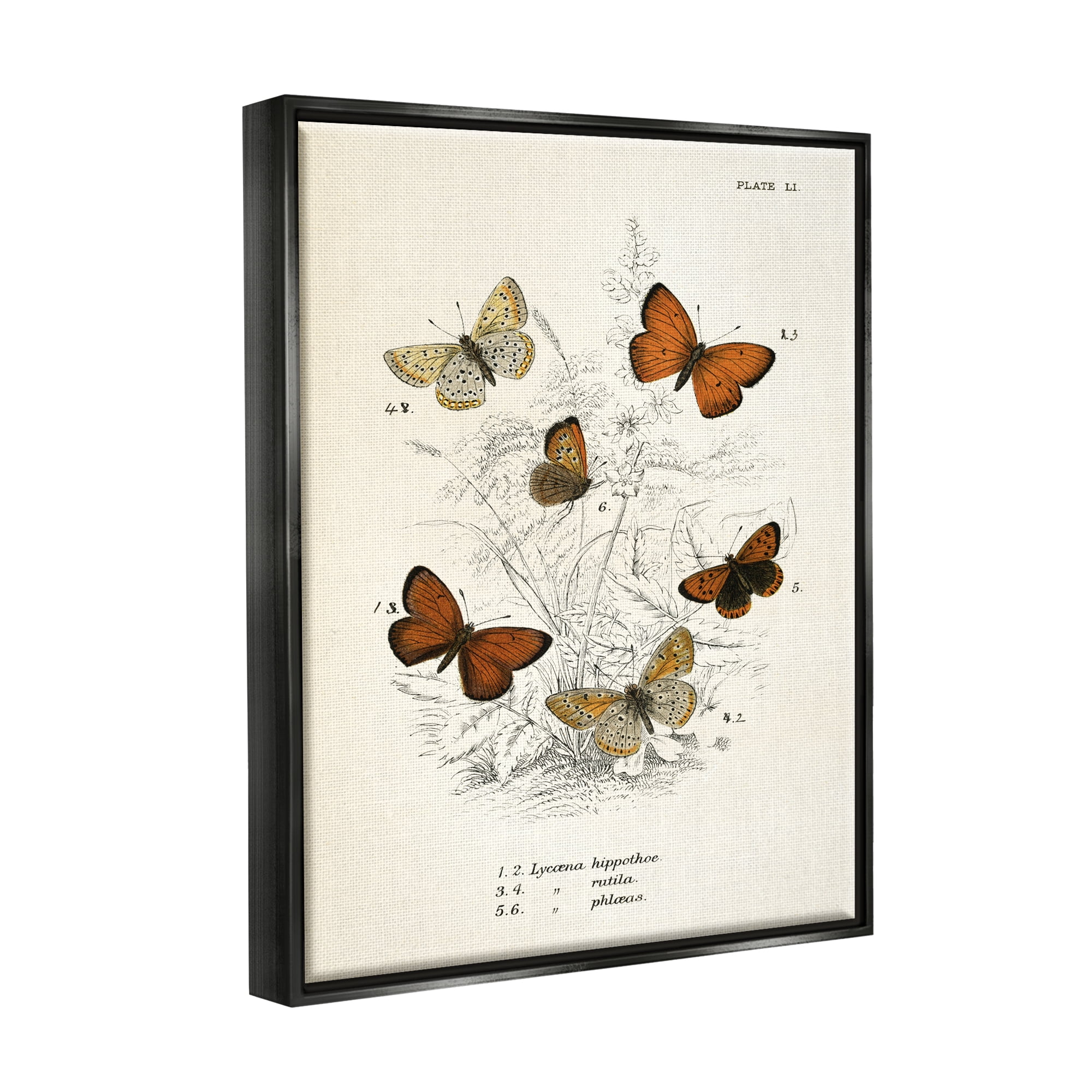Stupell Industries Vintage Butterfly Studies Animals & Insects Painting Black Floater Framed Art Print Wall Art, 17 x 21